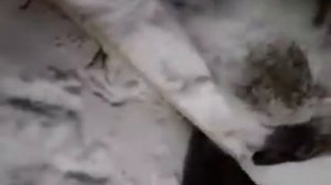 поймали зайца