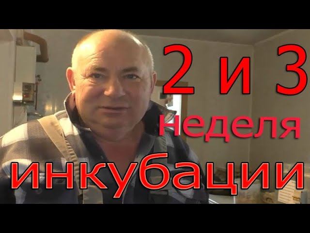 Инкубация 2 и 3 неделя | Секреты инкубации