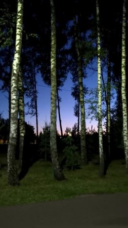 Вечернее небо в парке среди берез