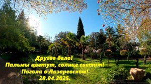 Другое дело! Солнце, пальмы цветут! Погода в Лазаревском 28.04.2025!