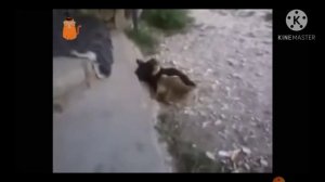 DUCKS VS CATS/УТКИ VS КОТЫ. СМЕШНЫЕ МОМЕНТЫ.