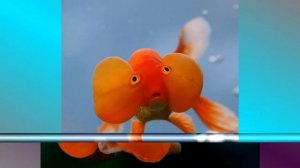 Смешные рыбы #2 Ridiculous fishes #2