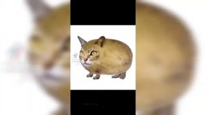 Мышка Сосиска Собачка Жвачка Кошка Картошка Ку Ку Я Немножко