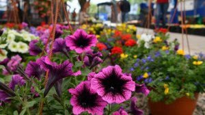 Благотворительная ярмарка-выставка прошла в Ботаническом саду в Душанбе в рамках борьбы с раком