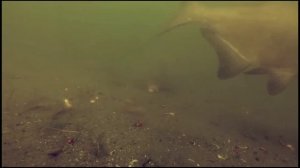 Карпы,щуки,сомы просто рвут приманки под водой на рыбалке