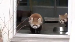 Няшная красная панда испугалась