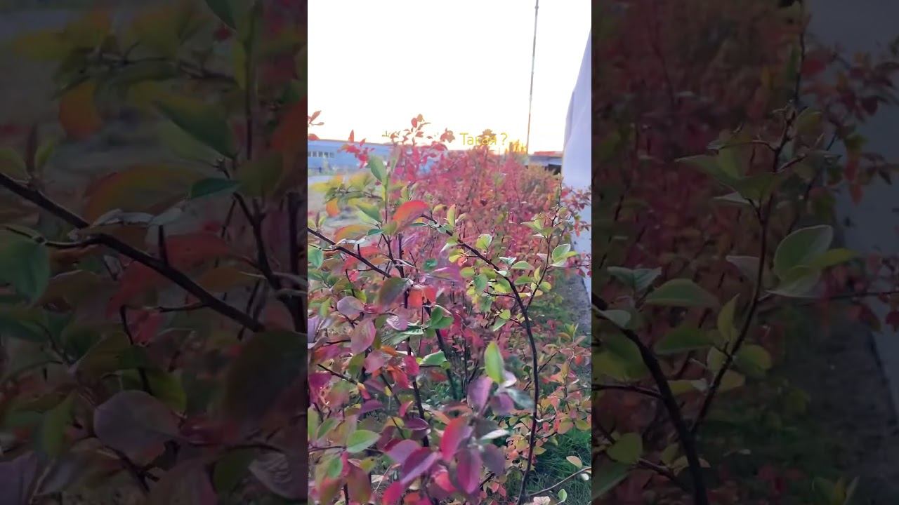 #осень смотреть онлайн