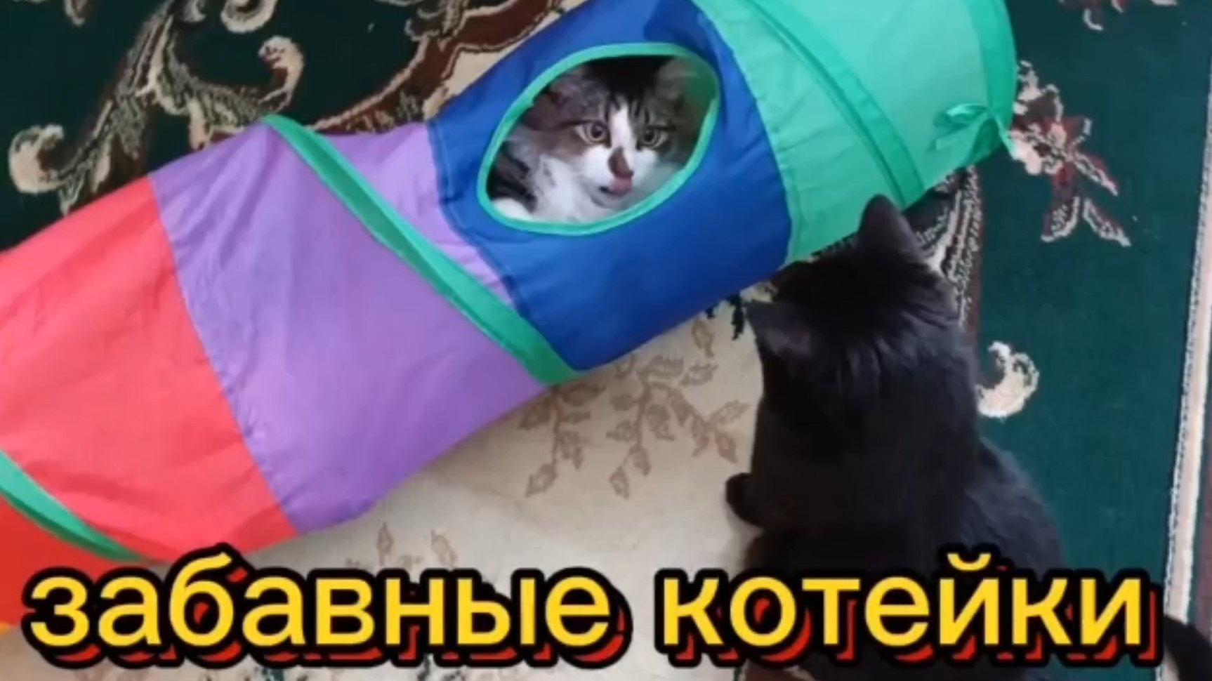 забавные котейки.