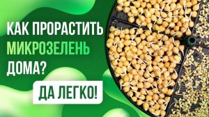 Как проращивать микрозелень дома? Оказывается это и правда легко:) Игорь подскажет.