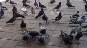 Кишинёвские голуби