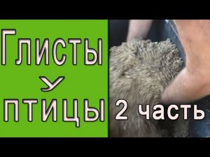 Дегельминтизация птицы | Профилактика глистов у кур | 2 часть