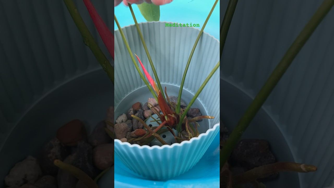 горшок velvet цвет морская волна #антуриум #meditation смотреть онлайн