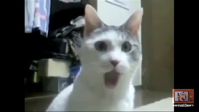 Приколные кошки Мего подборка ржачных приколов про котов
