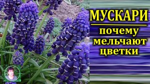 Мускари в саду Почему у мускари мельчают цветки