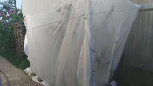 Как спасти свой сад и огород от весенних заморозков?🌱🏡