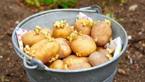 КАК САЖАТЬ КАРТОШКУ для хорошего урожая и легкой уборки