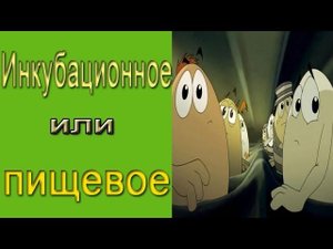 Как превратить инкубационное яйцо в пищевое?