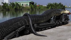 Найдена Самая Большая Анаконда в Мире! Гигантская ана