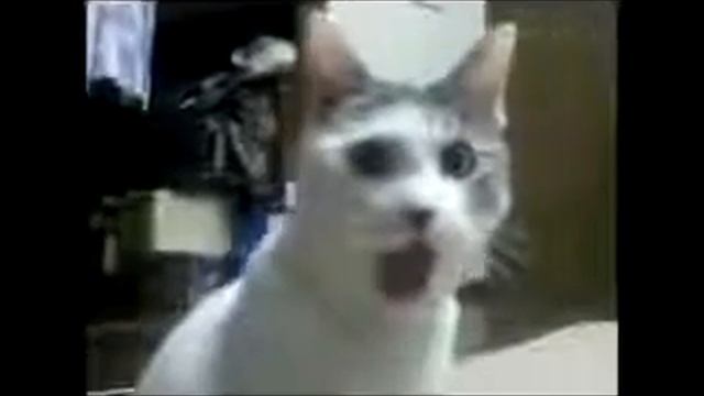 Приколы с кошками Кот болеет Приколище Угар