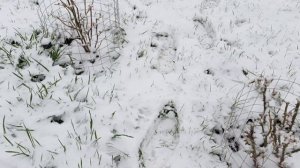 Зима вернулась в конце апреля 🌨️❄️🏔️