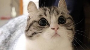 Играю в фортлайн батл рояль с володаром