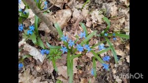 Лес цветет. Пролески