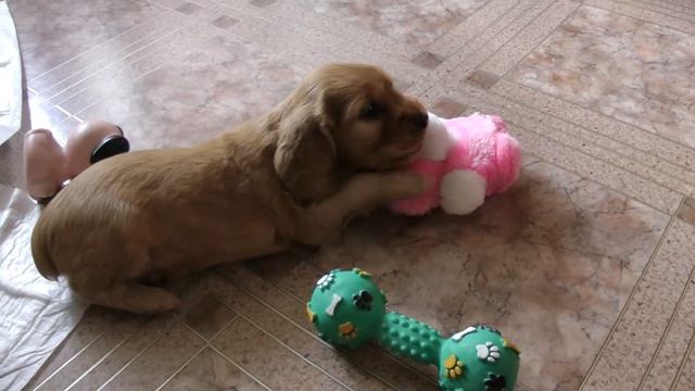 Смешной щенок играет с зайкой. Английский кокер спаниель. Ричард Спаниелька. Говорящая собака смотреть онлайн