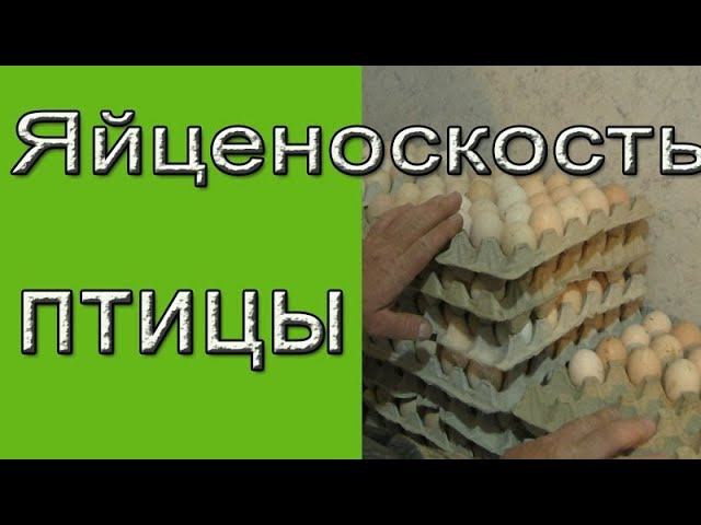 Яйценоскость птицы.  Выгодные породы кур