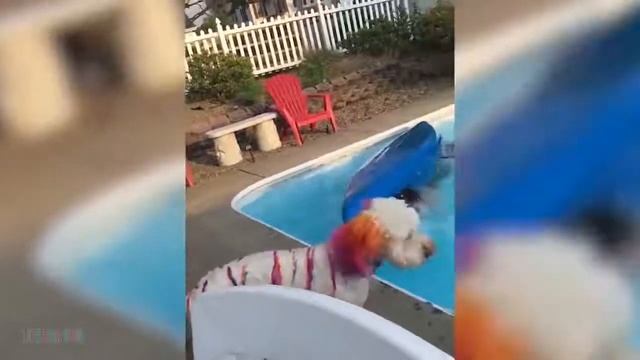 Я+РЖАЛ+ДО+СЛЕЗ😂+Смешные+видео+2020+●+неудачные+падения+в+воду,+подборка+Приколы+над+людьми+#6