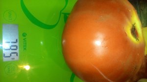 Опадают ЗАВЯЗИ на ПОМИДОРАХ. Что я делаю что бы сохранить цвет на томатах в теплице.