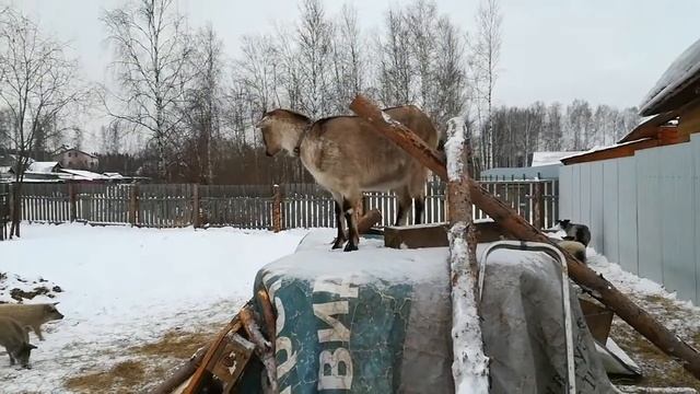 Бараны в угаре!//Запуск козы//Поросячьи гонки смотреть онлайн