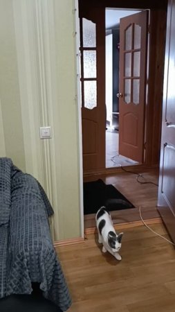 Хулиган....🐱🥰😼
