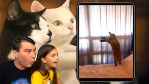 КОТЫ на КАРАНТИНЕ #2! СМЕШНЫЕ КОТЫ😻 и СОБАКИ🐶! ЧЕЛЛЕНДЖ НЕ ЗАСМЕЙСЯ Funny Cats Не смеяться Валеришк