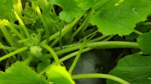 Кабачок ПУЗАТЫЙ ТЕРЕМОК. Ленинградская обл. 24.08.23г.