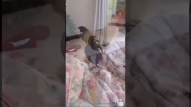 Коллекция самых курьезных моментов из жизни домашних питомцев.