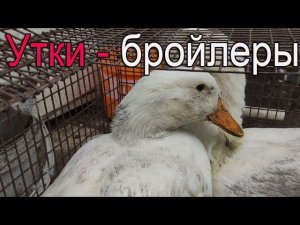 Утки бройлеры | Что это?