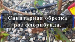 Санитарная обрезка роз флорибунда.