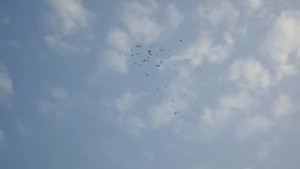 Бугульминские голуби РК