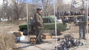 Голуби на выставке в Северодонецке.