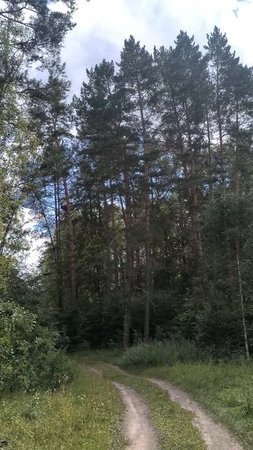 По лесной дороге