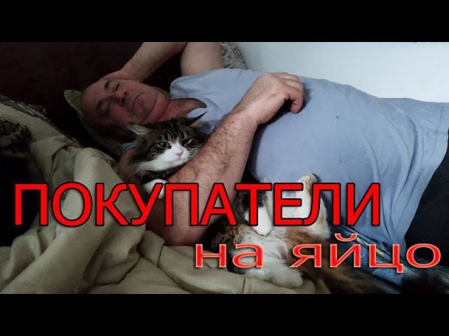 Покупатели на яйцо 2024