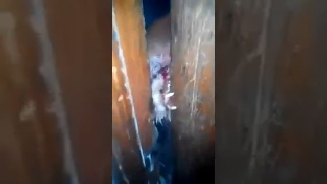 Бешеная лиса зимой !!! смотреть онлайн