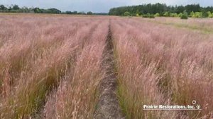 Little Bluestem (Schizachyrium scoparium) Native Plant Profile