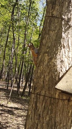 У белок брачные игры....