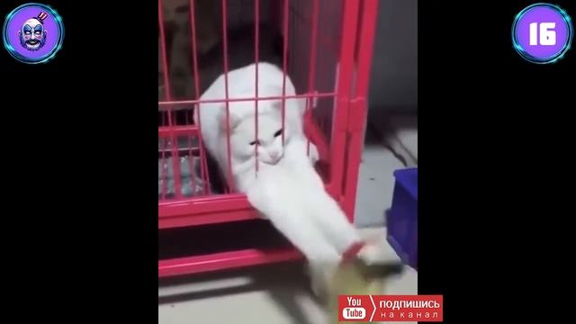 ЛУЧШИЕ ПРИКОЛЫ 2020 С ЖИВОТНЫМИ. Котики. Угарные видео. Ржачные приколы. Jokes. Funny video.