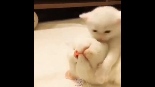 Коты котята кошечки милые котята приколы юмор веселье жизнь угар подборка веселые котики милости