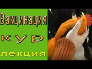 Куда ставить укол курице при вакцинации?