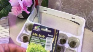 Посеяла семена в пробки из минеральной ваты показыва?