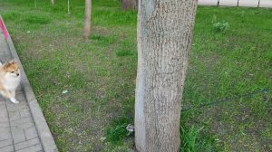 Сурикат на прогулке