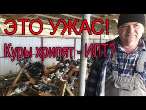 Заразные болезни кур | КУРЫ ХРИПЯТ - это ИЛТ!